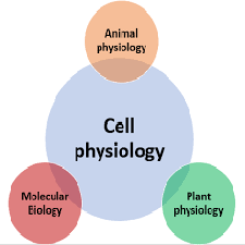 Physiology